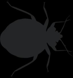 Bed Bugs