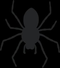 Spiders