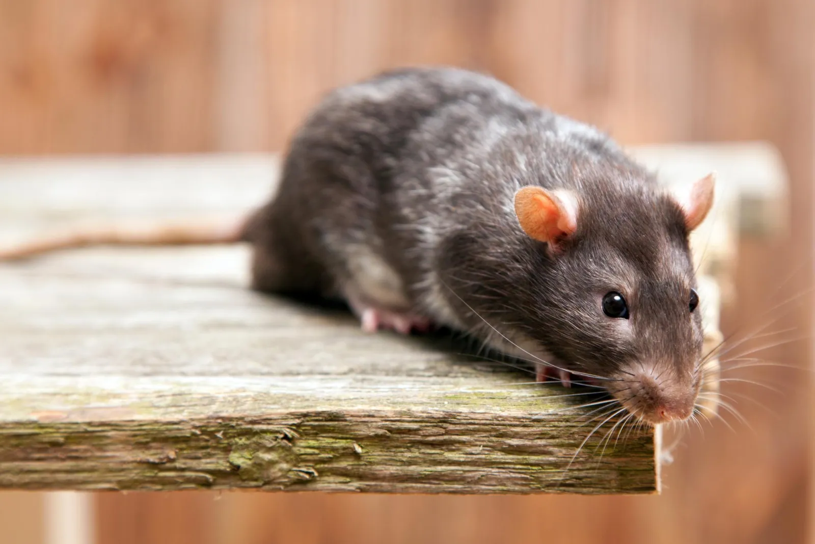 Rat on a timber ledge — a common sign of rodent activity around the home